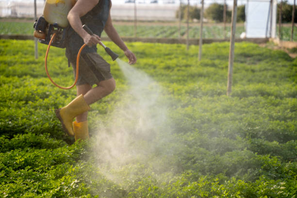 Best Wasp Removal Services  in Cedar Park, TX